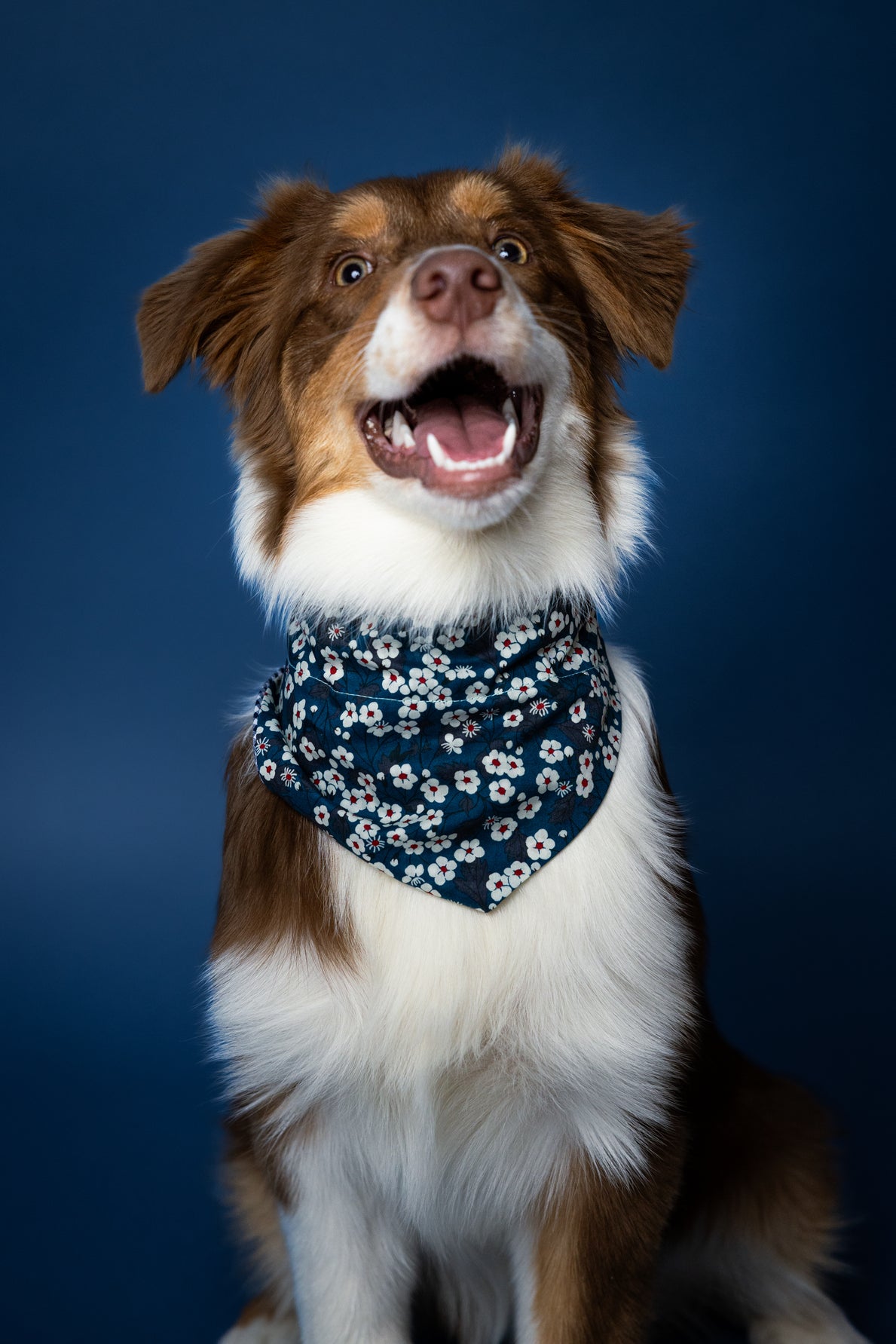 Bandana Cane